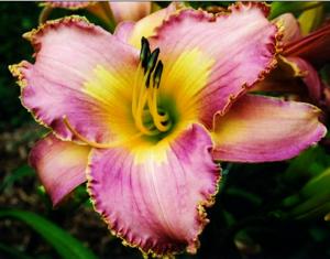 'Windham Tropical Waters