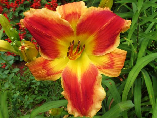 Passion's Promise