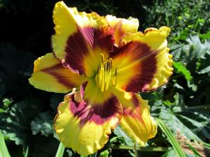 Windham Tiger Eye (2)