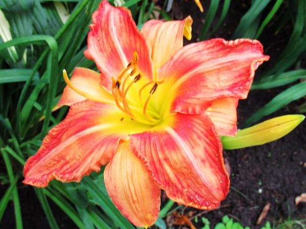 Sallie Brown (3)