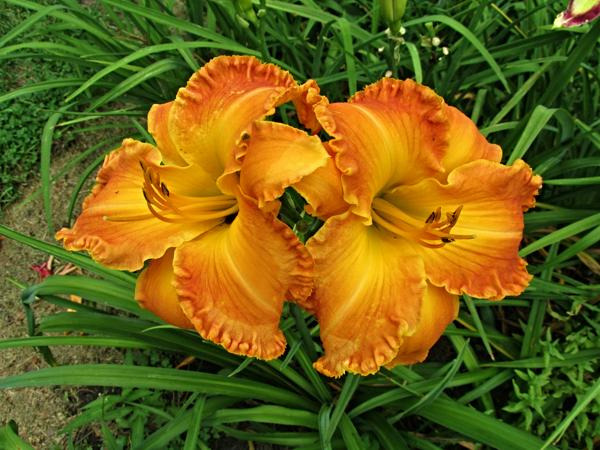 My seedling Buffalo Bill X Cheryl Alderman