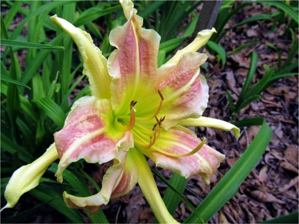 My seedling Chief Four Fingers X Tom Barnes (2)