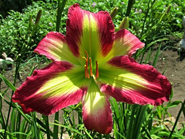 My seedling Emerald Starburst X Mama Sophia