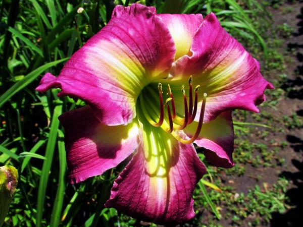 My seedling Emerald Starburst X Starman's Quest (4)