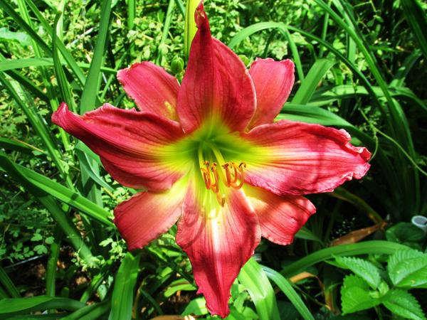 Seedling Fuchsia Four X Nature's Strawberry Prism (5)