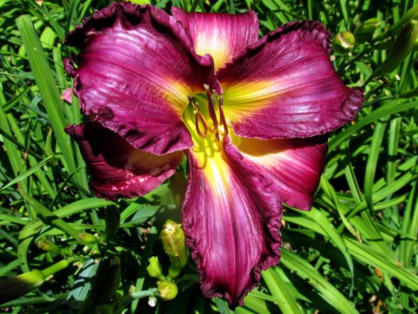 My seedling Indian Giver X Rose F. Kennedy (5)