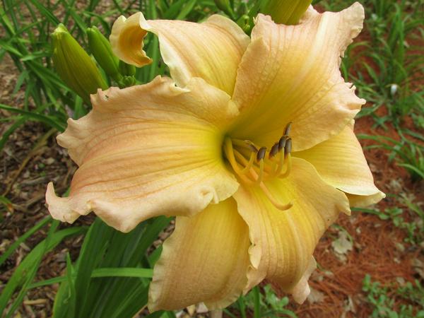 My seedling Lillians' Crazy Arms X Ruth Whitten (3) 'Lemon Blush'