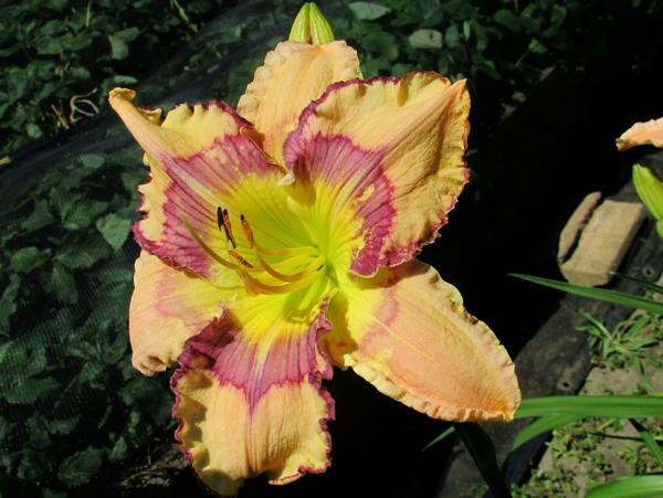 My seedling New Paradigm X Get Jiggy 2 (2)