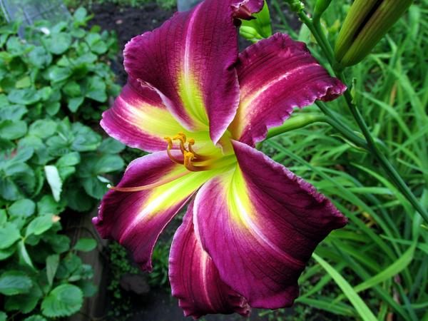 My seedling Rose F. Kennedy X Purple Petaloid 2nd seedling