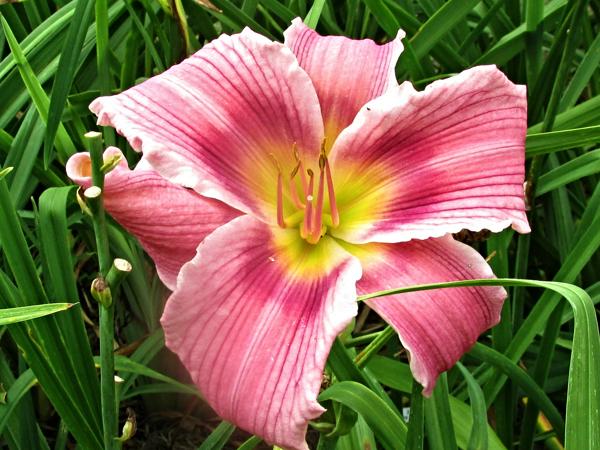 My seedling Stack the Deck X Navajo Princess (4)