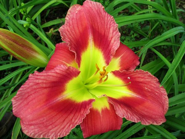 My seedling Unknown X Unknown (2)