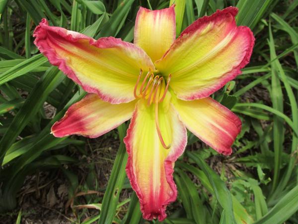 My seedling Unknown X Unknown (5)