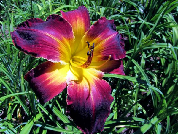 My seedling Unknown X Unknown 3