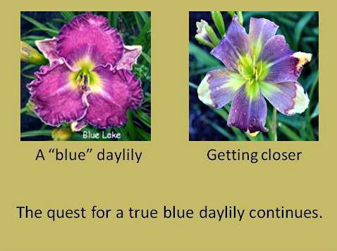 Blog-Blue daylily