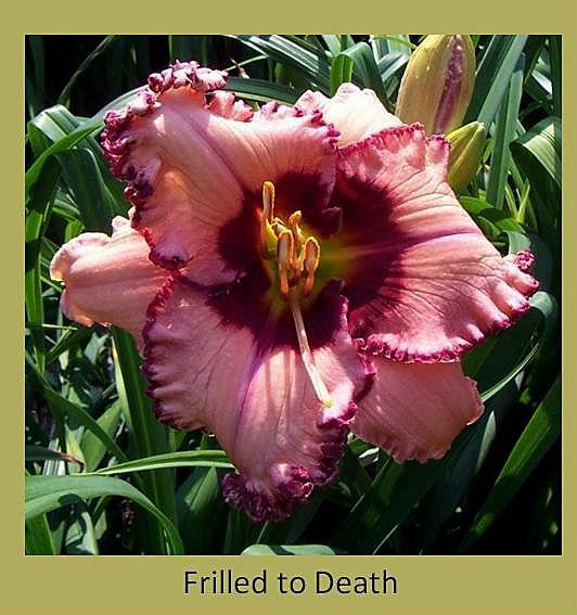 daylily frilled to death