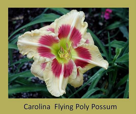 Carolina Flying Poly Possum