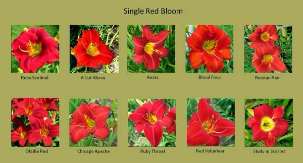 Blog-Red Daylilies